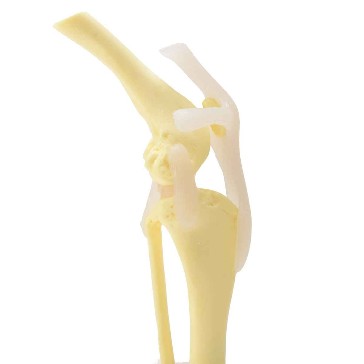 Canine Knee Joint Model
