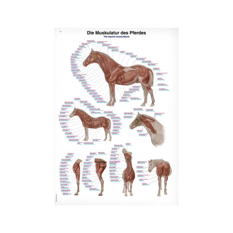 Educational Chart Horse Musculature 70 x 100 cm