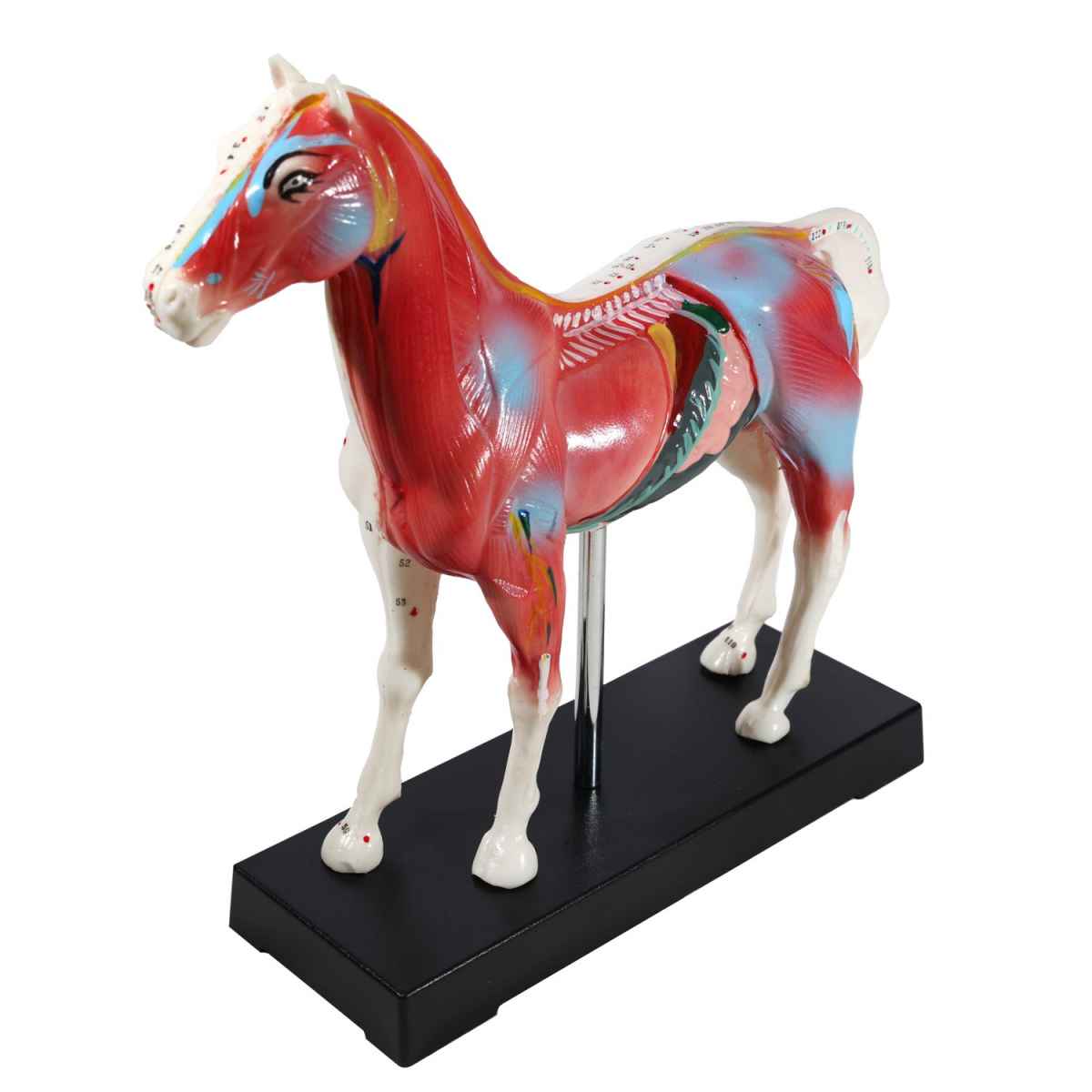 Horse Acupuncture Model