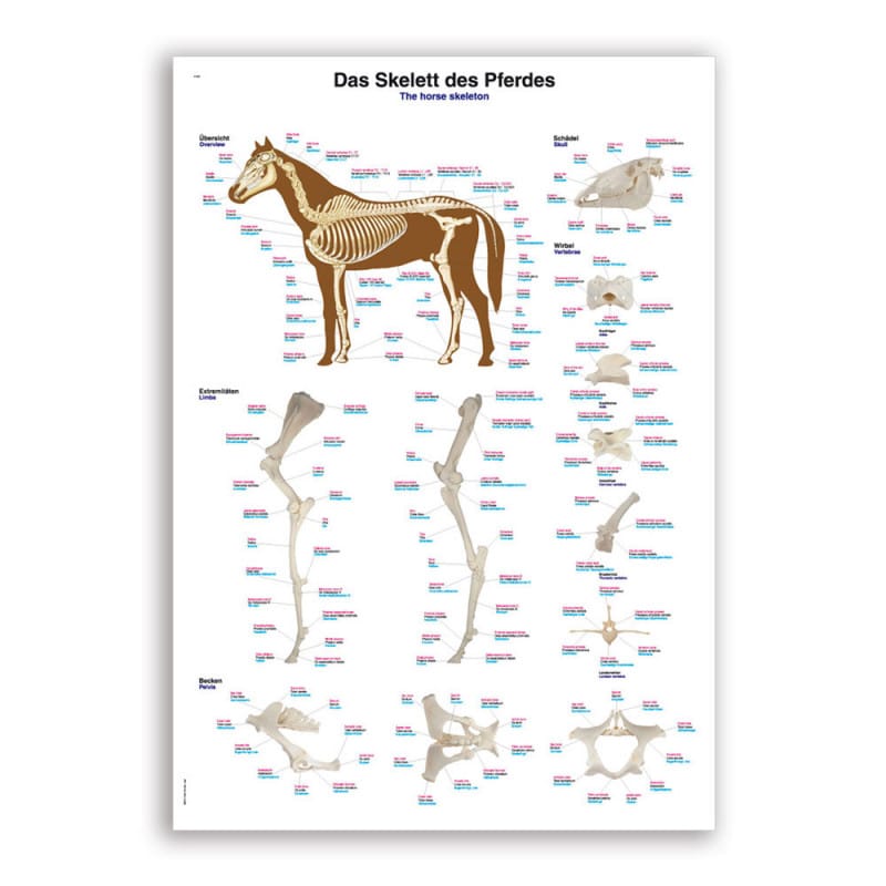 Horse Skeleton Wall Chart