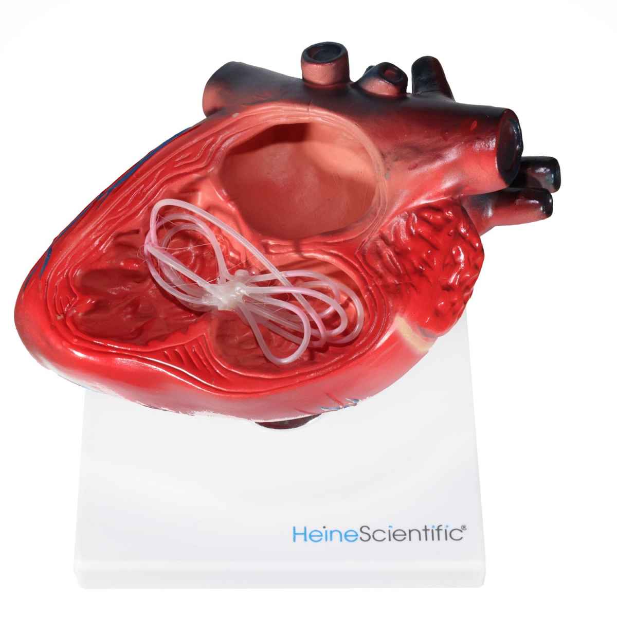 Canine Heartworm Model