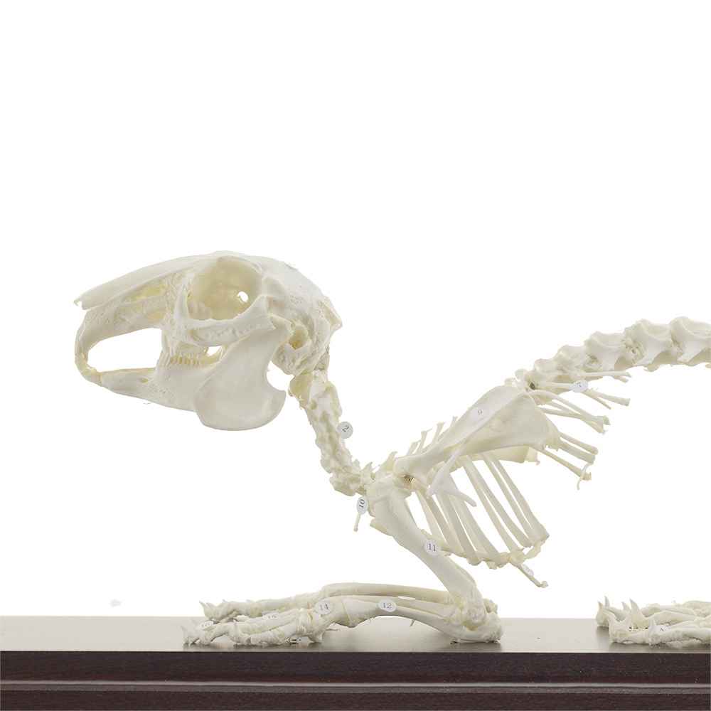 Rabbit Skeleton Specimen