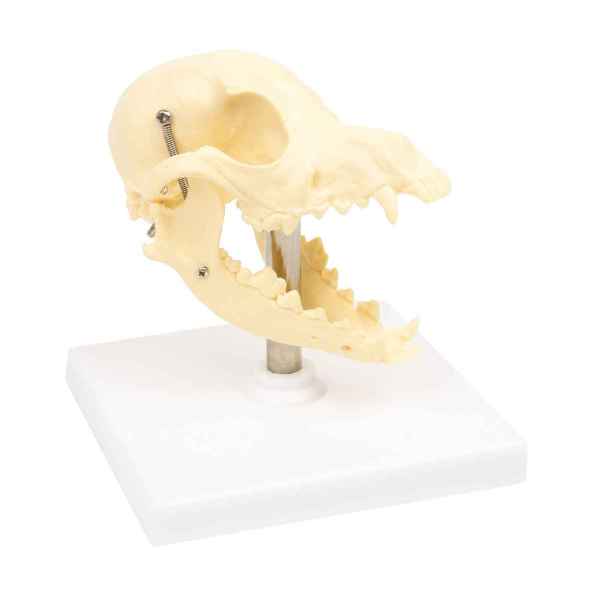 Canine Skull