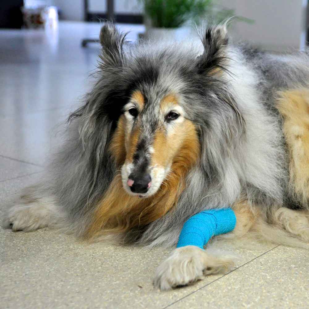 Cohesive Elastic Bandages 7.5 cm