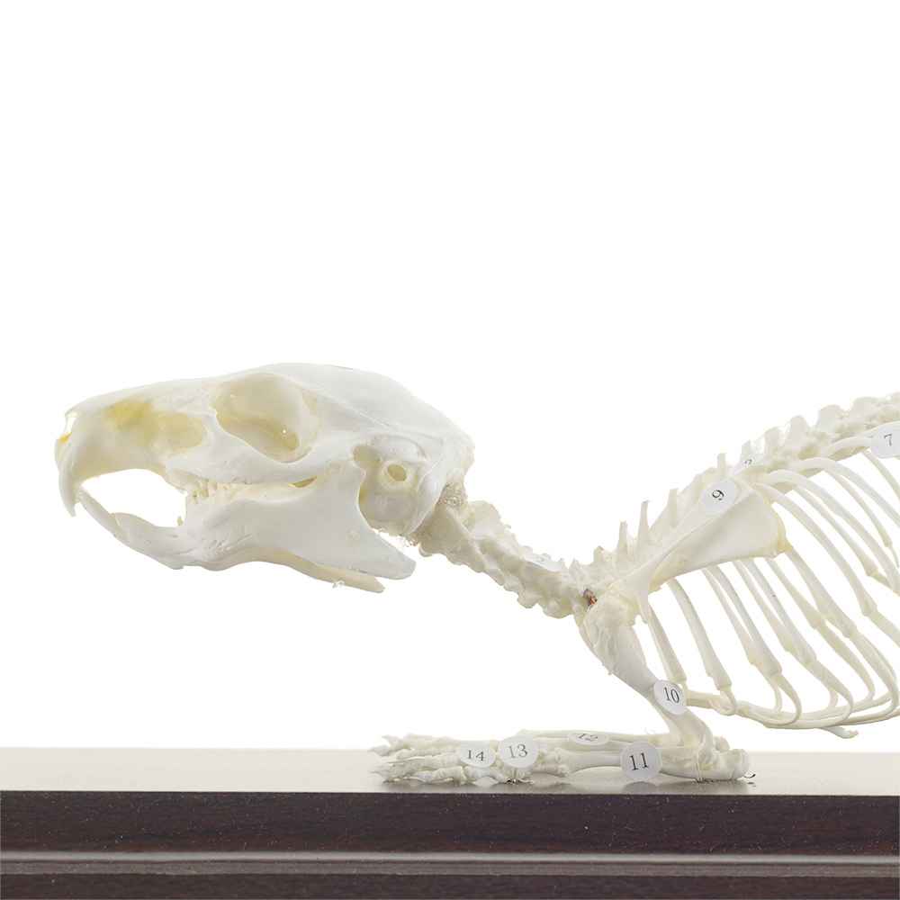 Guinea Pig Skeleton Specimen