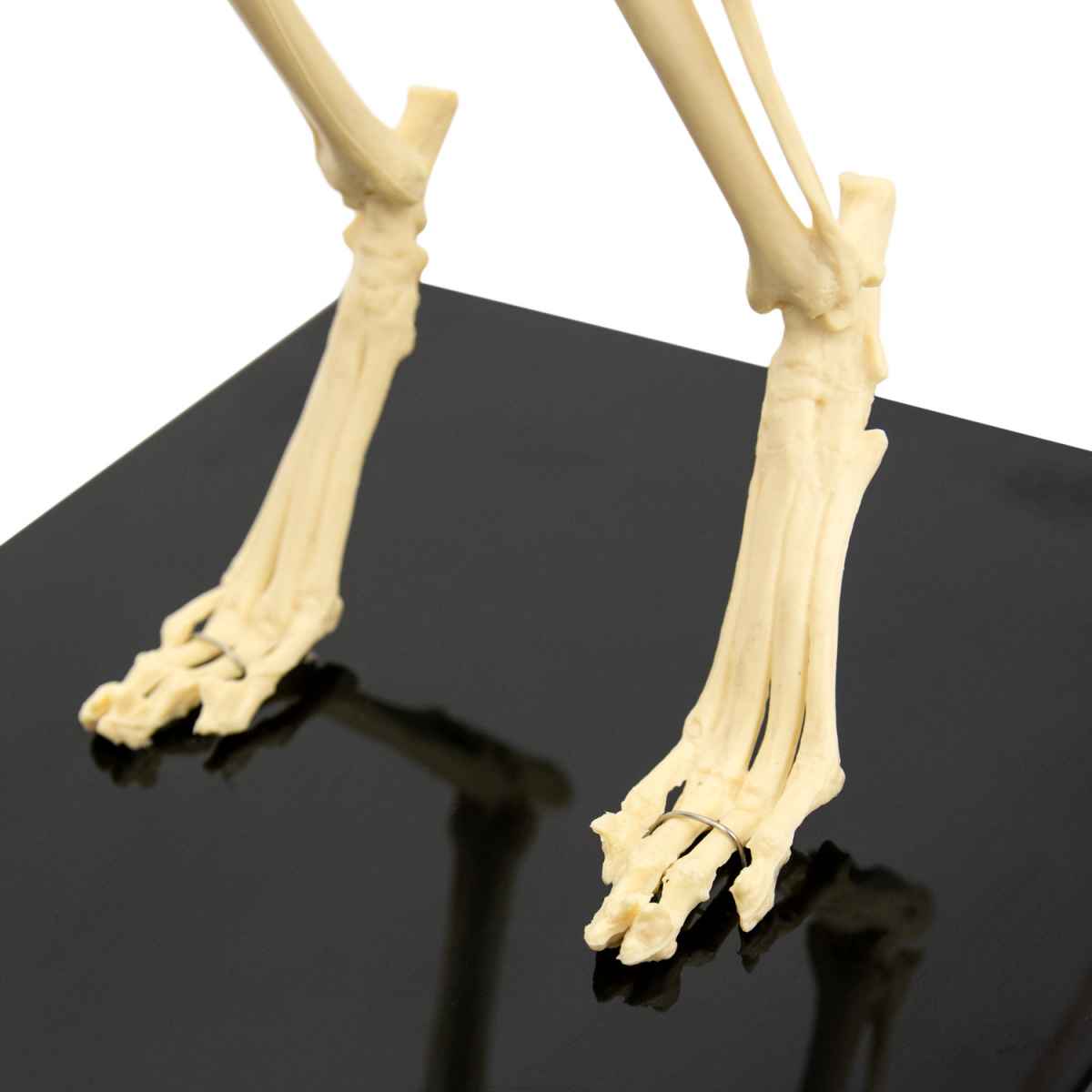 Cat Skeleton Model, disassemblable