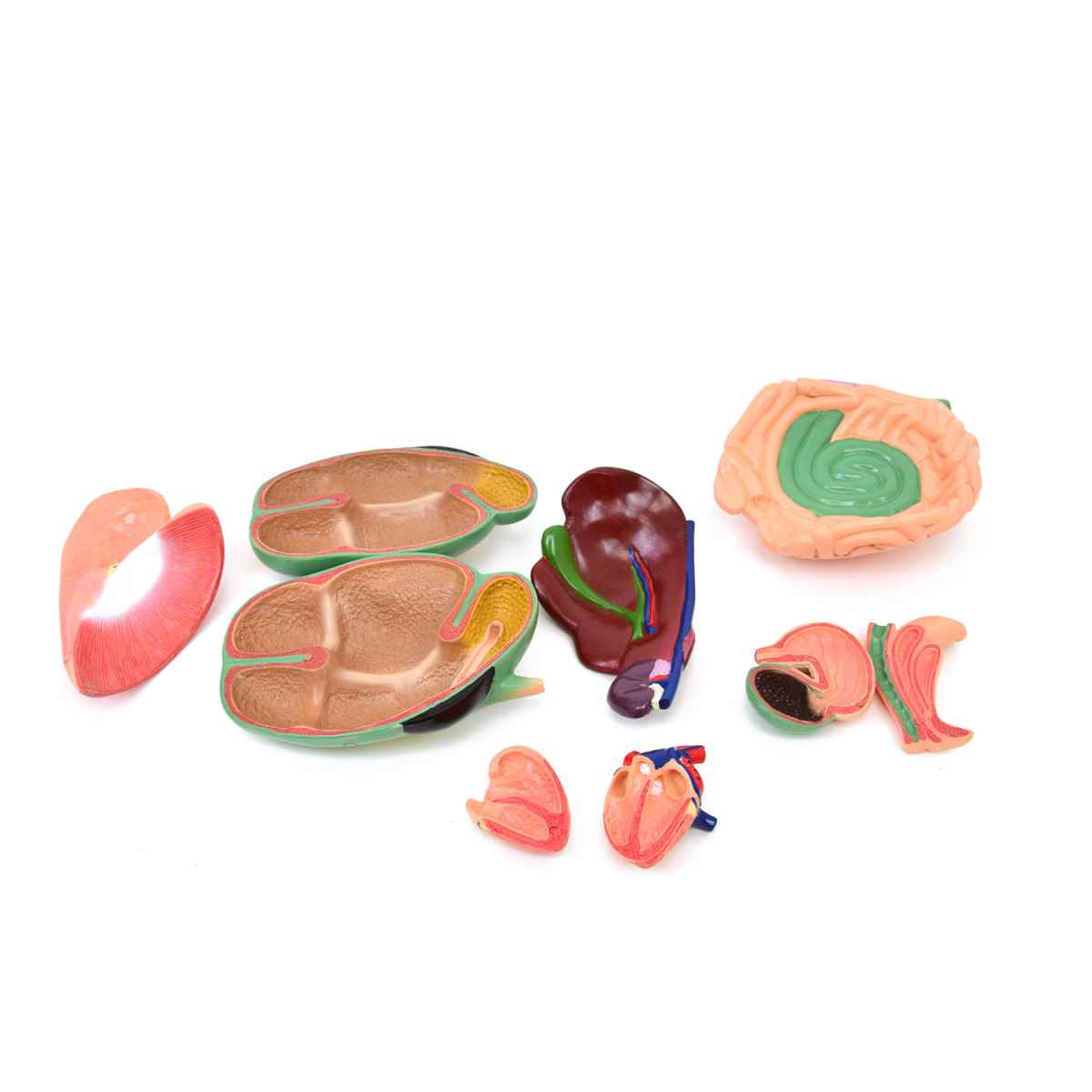 Disassemblable Goat Model