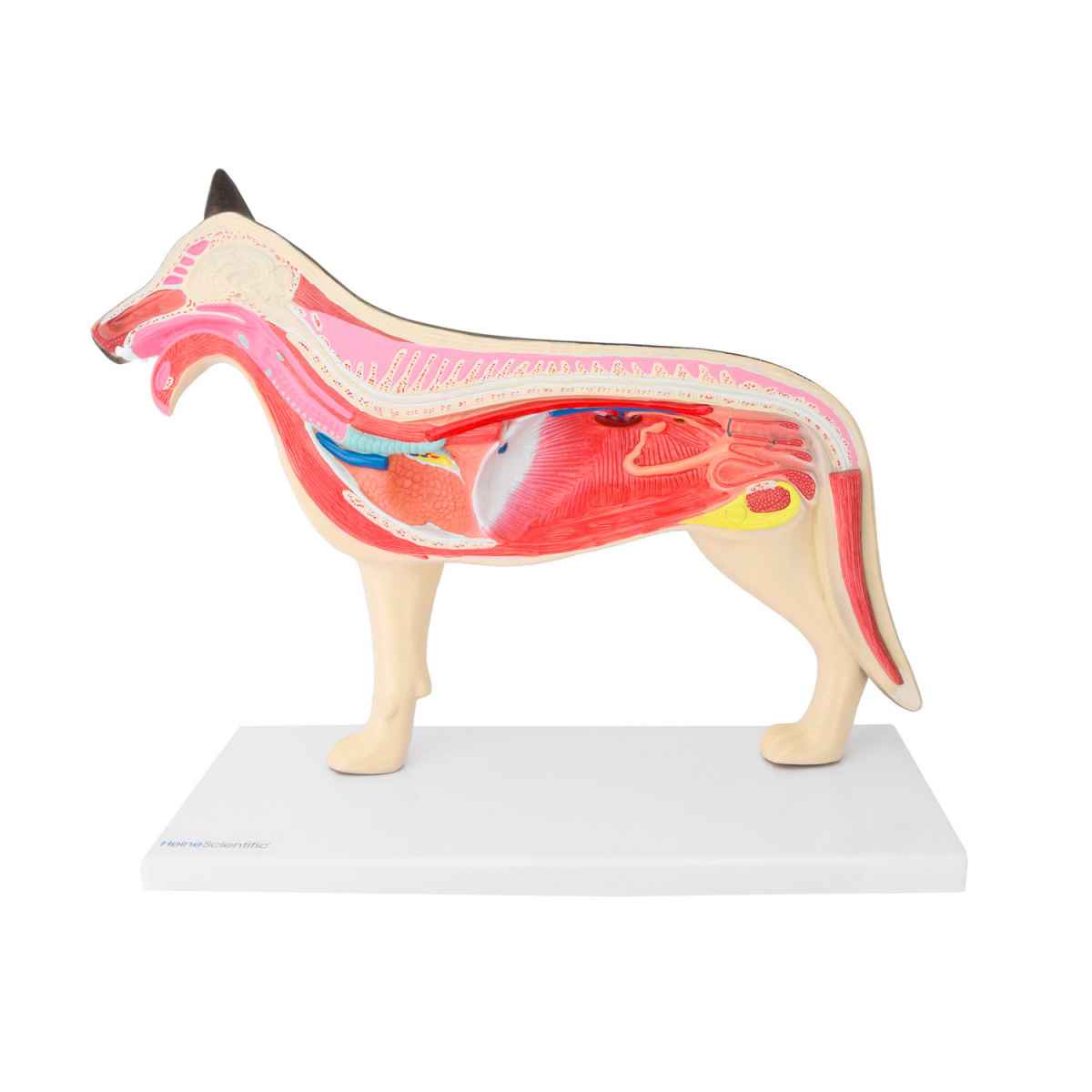 Disassemblable Canine Model