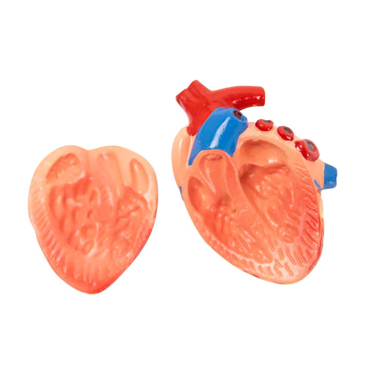 Disassemblable Model "Cat"