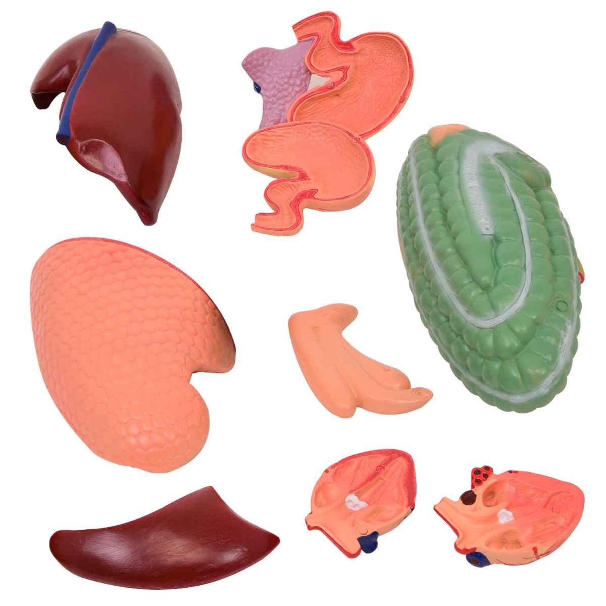 Disassemblable Horse Model