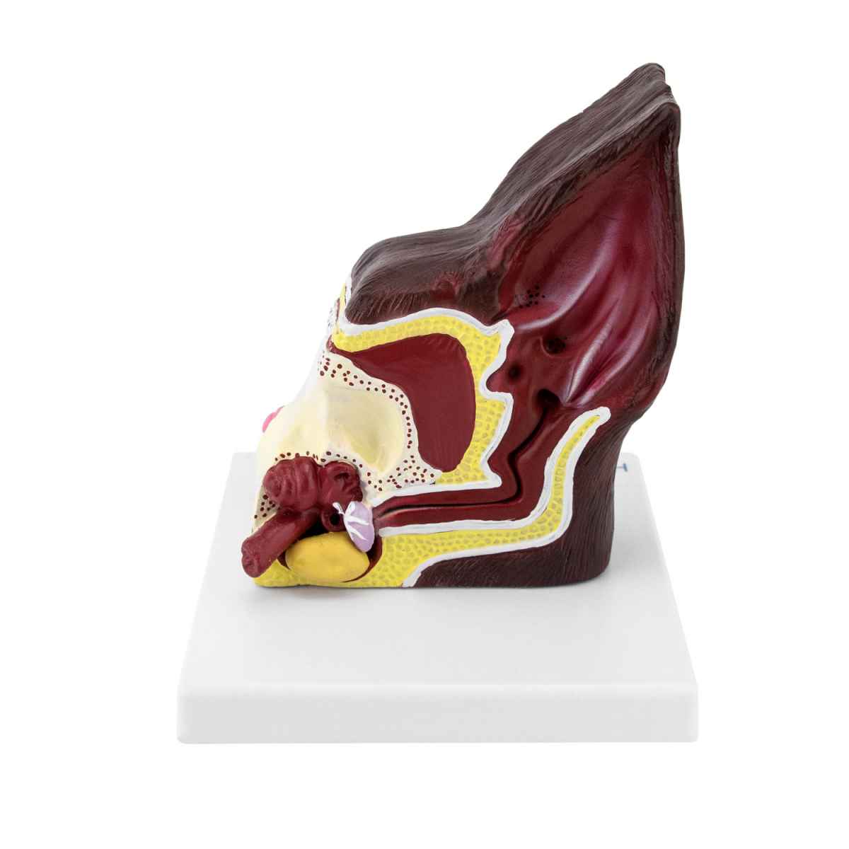 Dog Ear Model, two-sided