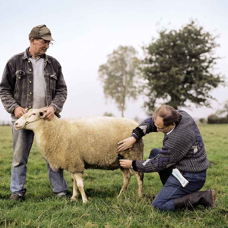 Pregnancy Detector for Sheep and Goats