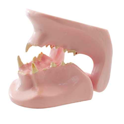 Feline Jaw Model