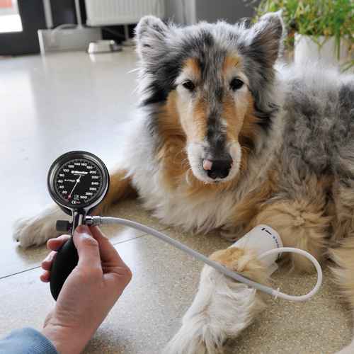 e-mega Aneroid Sphygmomanometer white