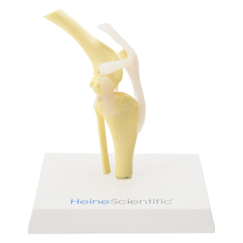 Canine Knee Joint Model