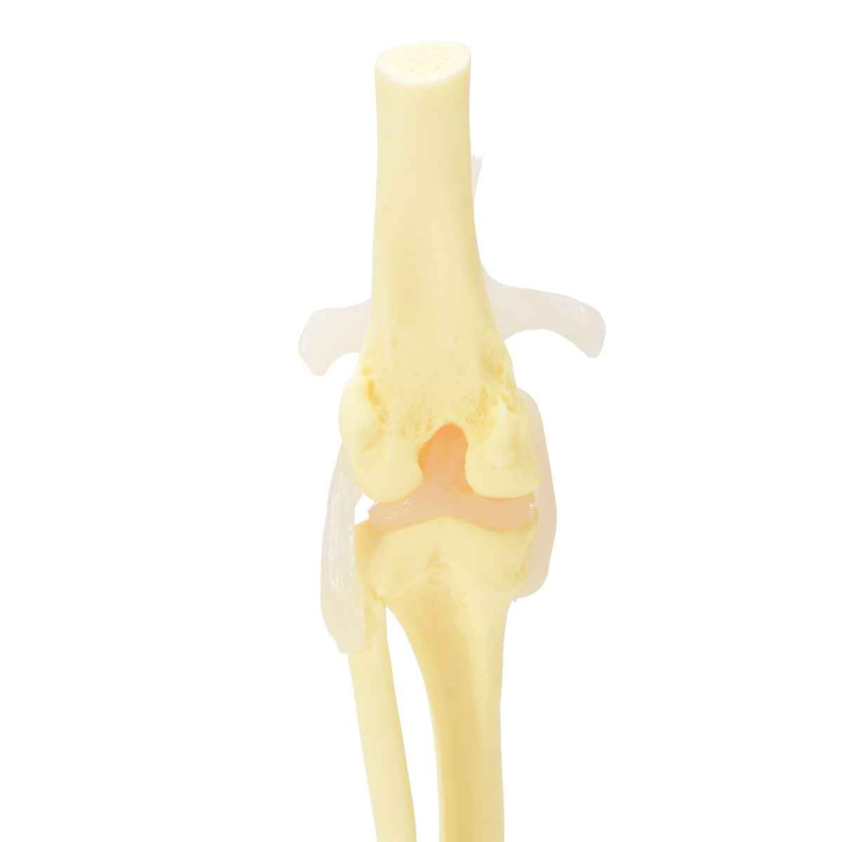 Canine Knee Joint Model