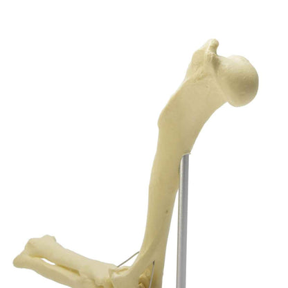 Canine Elbow Model