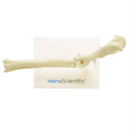 Canine Elbow Model