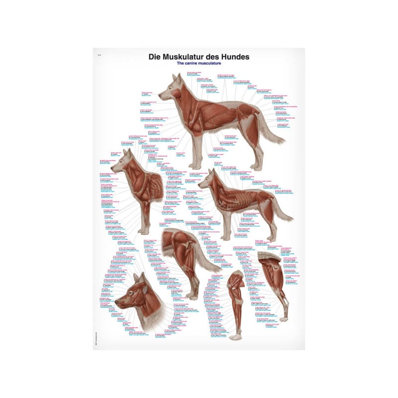 Educational Chart Dog Musculature 70 x 100 cm