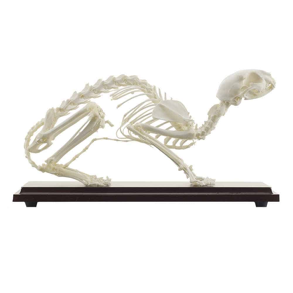 Feline Skeleton Specimen