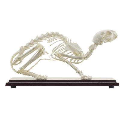 Feline Skeleton Specimen