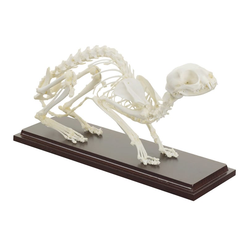 Feline Skeleton Specimen