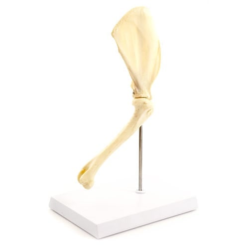 Canine Shoulder Model