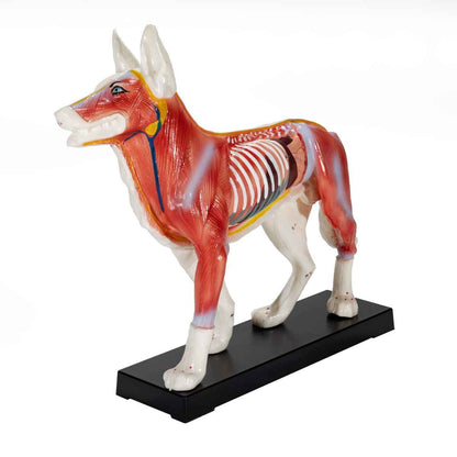Dog Acupuncture Model