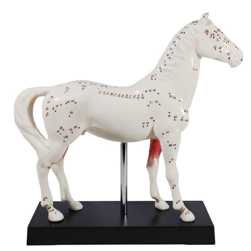 Horse Acupuncture Model
