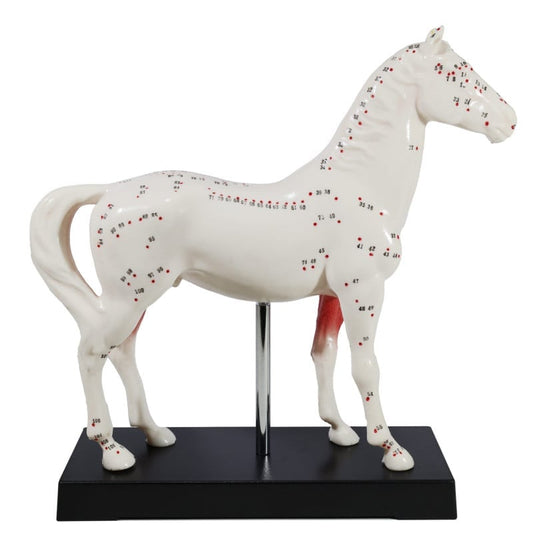 Horse Acupuncture Model