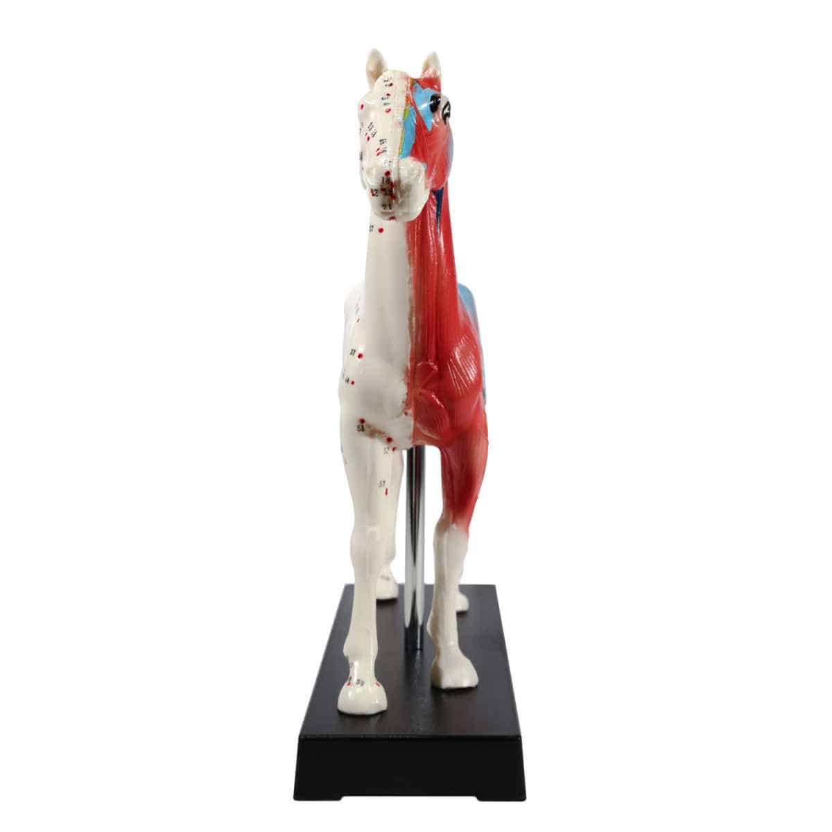 Horse Acupuncture Model