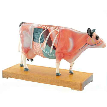 Cow Acupuncture Model