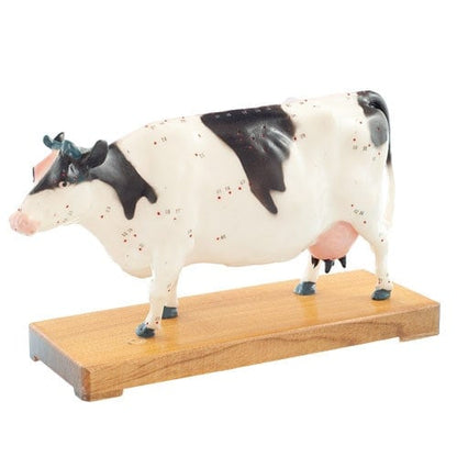 Cow Acupuncture Model