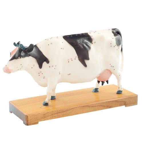 Cow Acupuncture Model