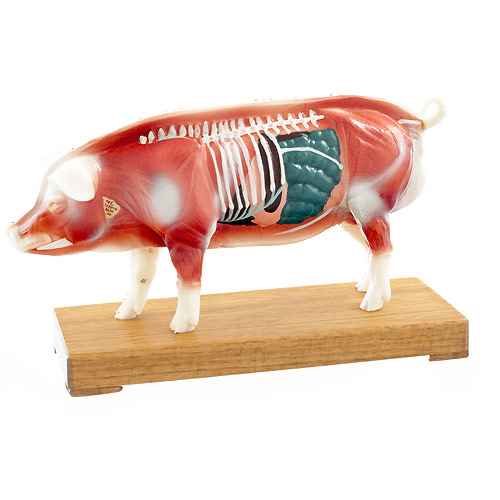 Pig Acupuncture Model
