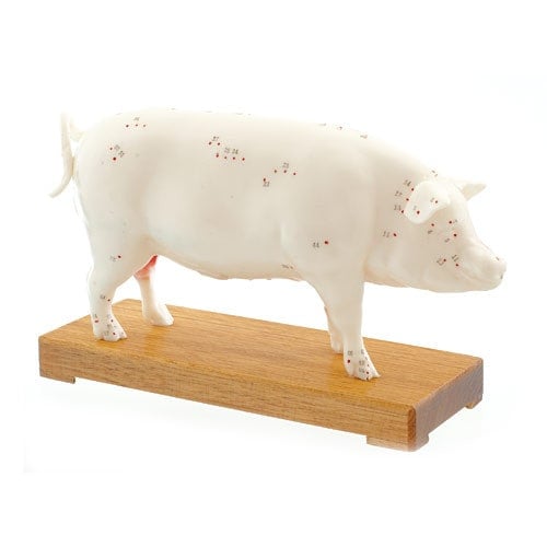 Pig Acupuncture Model