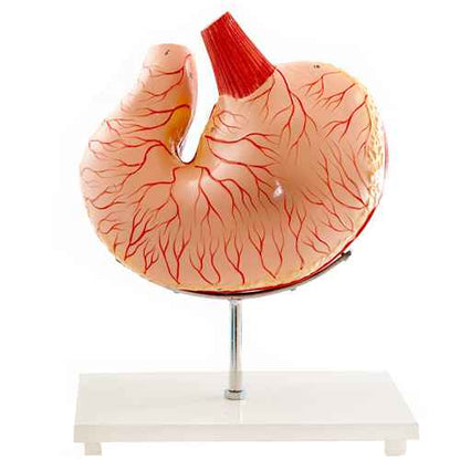 Canine Stomach Model