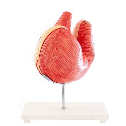 Canine Stomach Model