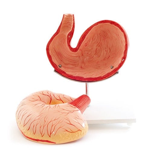 Canine Stomach Model
