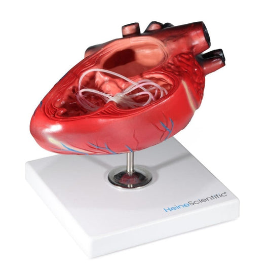 Canine Heartworm Model