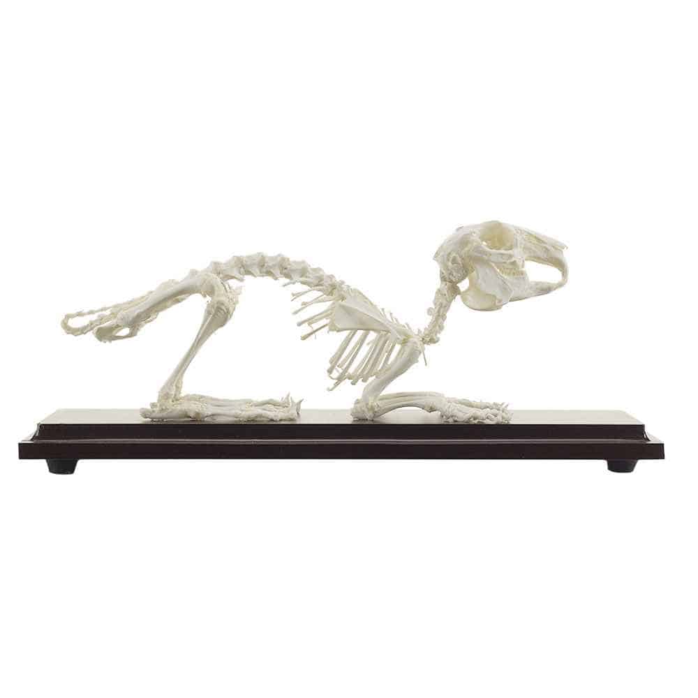 Rabbit Skeleton Specimen