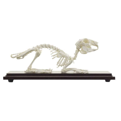Rabbit Skeleton Specimen