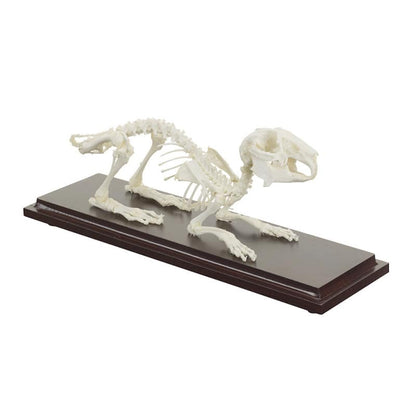 Rabbit Skeleton Specimen