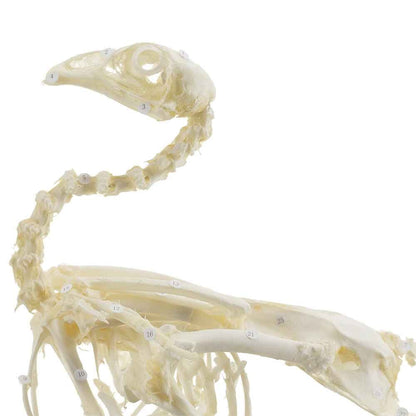 Hen Skeleton Specimen