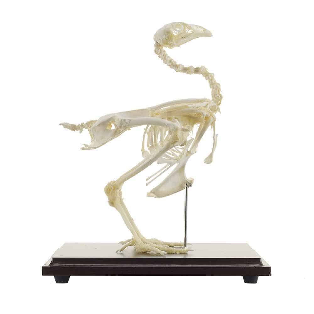 Hen Skeleton Specimen