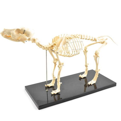 Disassemblable Canine Skeleton, medium
