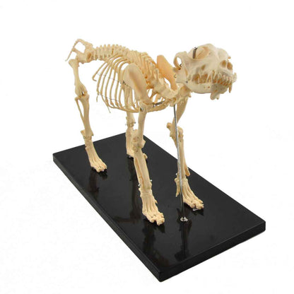 Disassemblable Canine Skeleton, medium