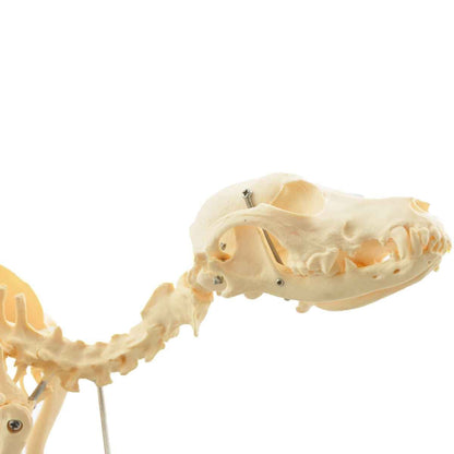 Disassemblable Canine Skeleton, medium