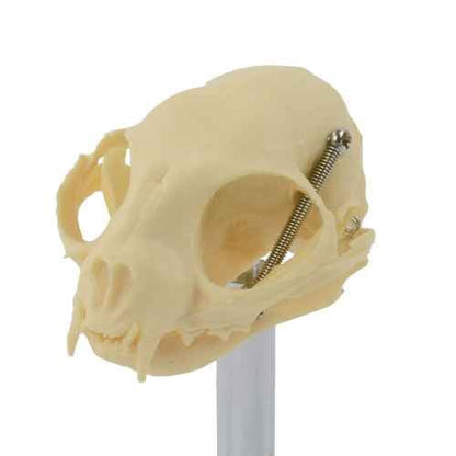 Feline Skull
