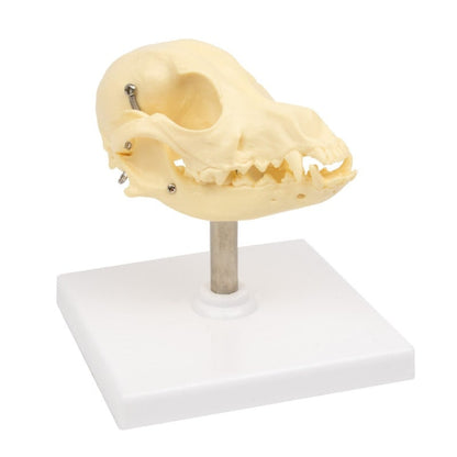 Canine Skull